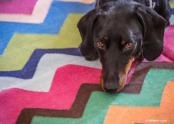 Mitos en educación canina: (no) hay que cansar a los perros para que estén más tranquilos en casa