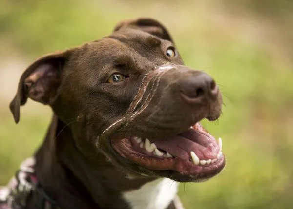 La nueva y feliz vida de Caitlyn, una perra que se convirtió en símbolo del peor maltrato animal