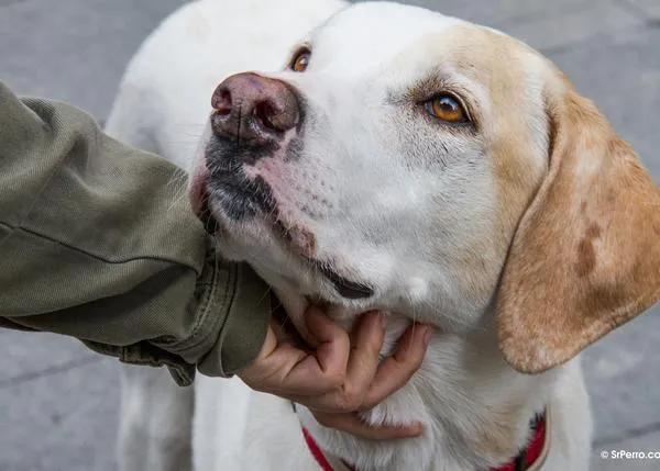 La artrosis canina: cómo detectarla y consejos para paliar sus efectos