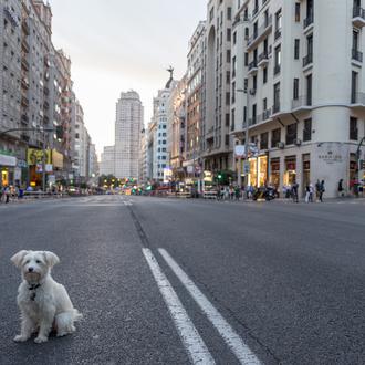 Elecciones Madrid 2021 y los animales: ¿qué propone cada partido …