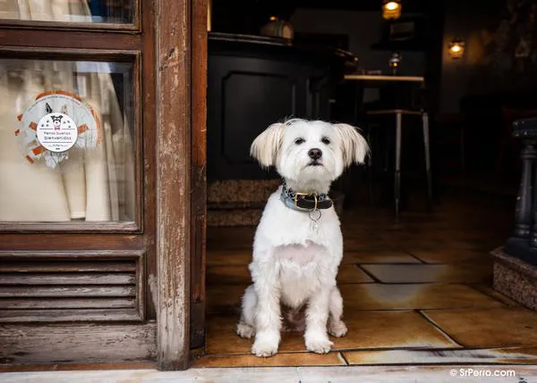 ¿Se puede entrar con perro en todos los edificios públicos, bares, hoteles, etc. salvo que tengan un cartel de prohibido, según la nueva ley?