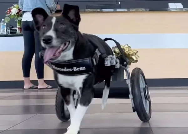 Una silla de ruedas Mercedes Benz para Bunny, una perra que perdió sus patas traseras tras ser atropellada (y abandonada)