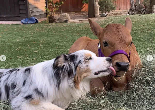 Un ternero rescatado de un matadero se recupera gracias a su nuevo e inseparable amigo perro