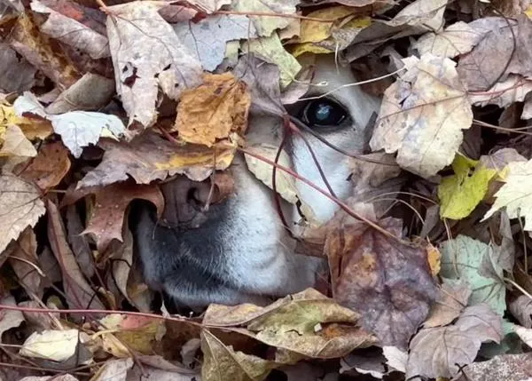 La loquita labradora que se ha hecho mundialmente famosa por su amor por las pilas de hojas en otoño