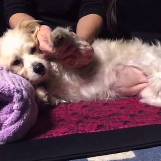 Relax perruno elevado a la máxima potencia: masajes caninos profesionales