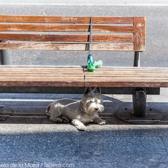 Ansiedad por separación en perros: cómo identificar y tratar este …