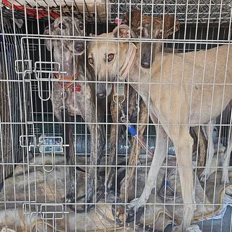 La protectora AXLA desaloja en tiempo récord a sus 50 …