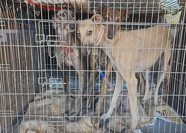 La protectora AXLA desaloja en tiempo récord a sus 50 perros y 31 gatos ante el temor de que un incendio llegara a su albergue