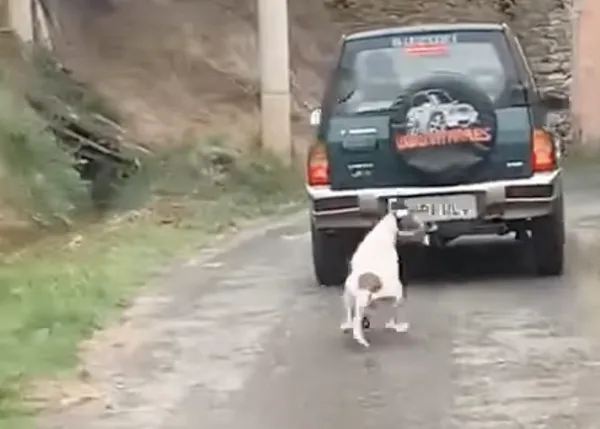 Arrastrar a un perro atado a un coche es infracción grave en Galicia, ¿tendrá consecuencias?