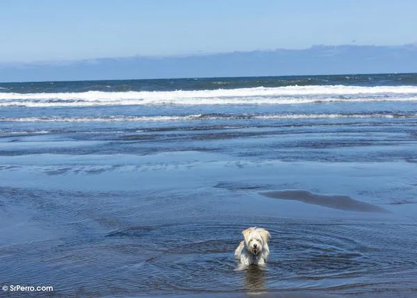 Agenda SrPerro Junio: Ferias veganas, playas, exposiciones y rutas de tapas en compañía canina