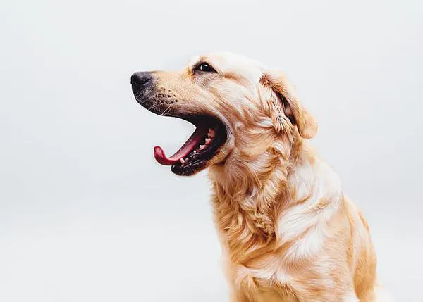 La inmensa mayoría de las personas que conviven con perros no son capaces de identificar el estrés o el miedo en sus canes