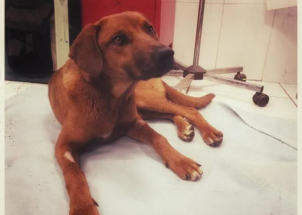 King, otro perro salvajemente maltratado en España: gracias a SARA, él se ha recuperado