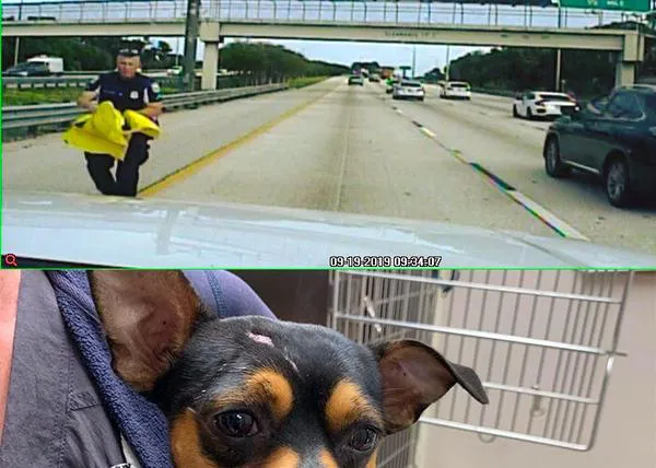 Una cámara graba el impactante momento en el que un policía rescata a un perro atropellado en una autopista