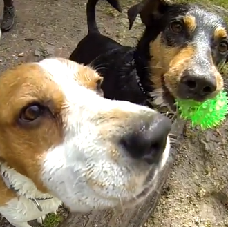 Felicidades perrunas (y humanas) en versión GoPro: vídeos de canes …