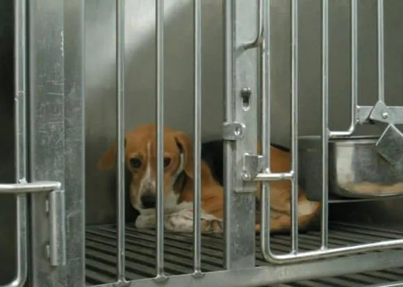 La Humane Society de EEUU comparte un durísimo vídeo para denunciar los experimentos en perros