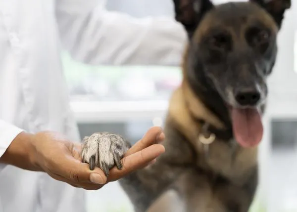 La rabia canina: todo lo que necesitas saber sobre esta grave enfermedad