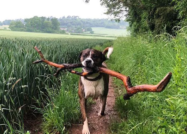 Las felices aventuras de perro rescatado de la calle y ahora obsesionado con los palos grandes