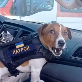 Patrón, el pequeño gran perro que ayuda a detectar explosivos …