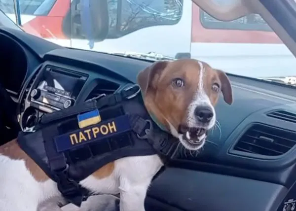 Patrón, el pequeño gran perro que ayuda a detectar explosivos en la guerra de Ucrania