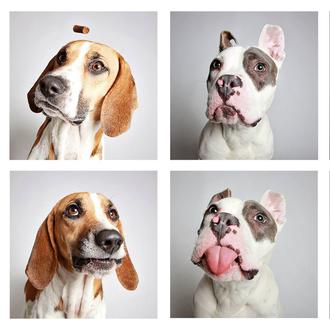 El efectivo y divertido fotomatón de los canes que buscan …
