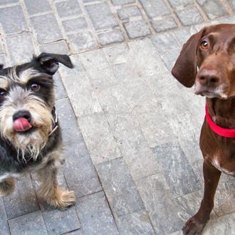 SrPerro os da la bienvenida