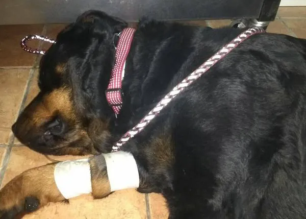 OJO si paseas con tu perro por Benissa: hasta 11 canes han muerto envenenados 