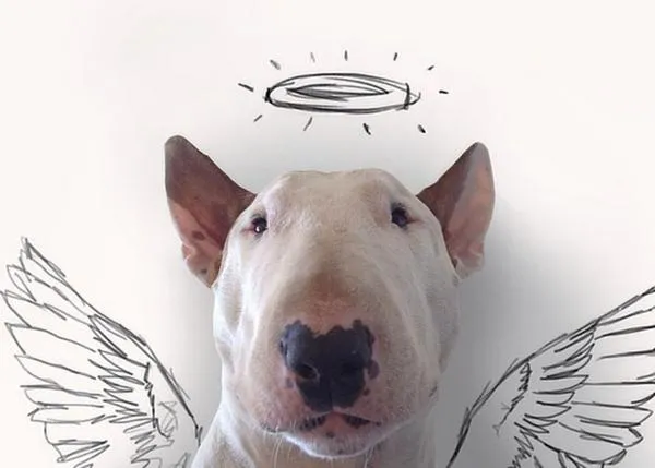 La despedida de Jimmy, el genial Bull Terrier de Rafael Mantesso, una de las primeras estrellas caninas de instagram