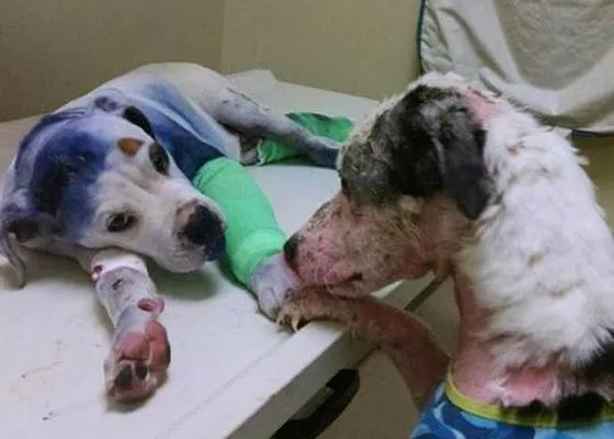 Un perro maltratado consuela a un cachorro que también ha sido brutalmente tratado