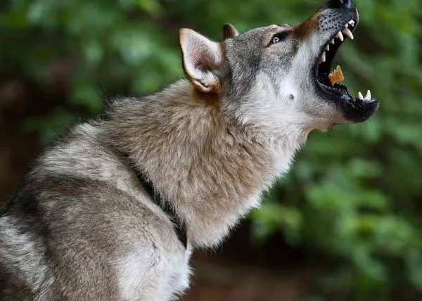 La (peligrosa) moda del Perro Lobo Checoslovaco: un perro tan independiente como inteligente