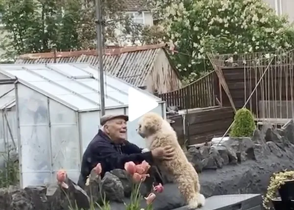 La gran amistad entre una perra y su vecino mayor, momentazos que derriten corazones