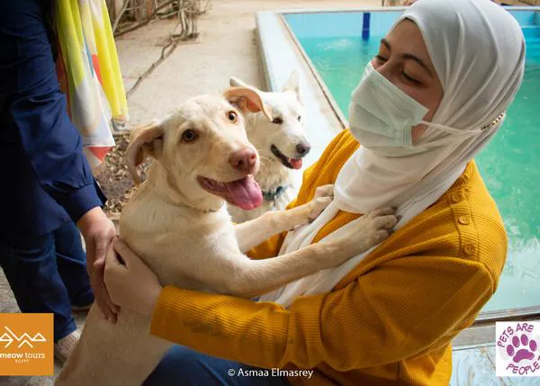 Turismo solidario en Egipto: organizan tours para dar de comer a perros y gatos de la calle