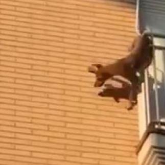 La policía comparte el vídeo de un perro lanzándose al …