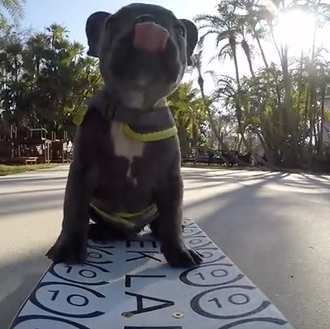 Cómo enseñar a un perro a ser skater.... versión cachorrote …