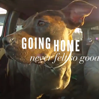 Camino a un nuevo hogar: canes adoptados felices al comenzar …