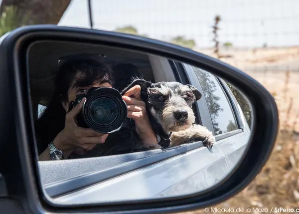 Viajar con tu perro en coche: 5 consejos de seguridad