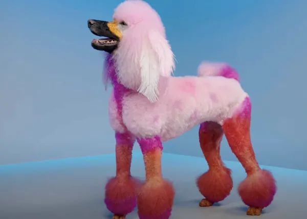 Los perros como entretenimiento en la TV: Pooch Perfect y la peluquería canina en versión concurso