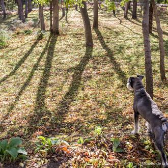 Jardines de Madrid en los que está prohibido ir con …