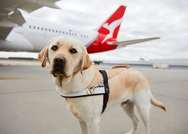 Solo los perros de asistencia pueden volar gratuitamente en cabina en EEUU, independientemente de su raza