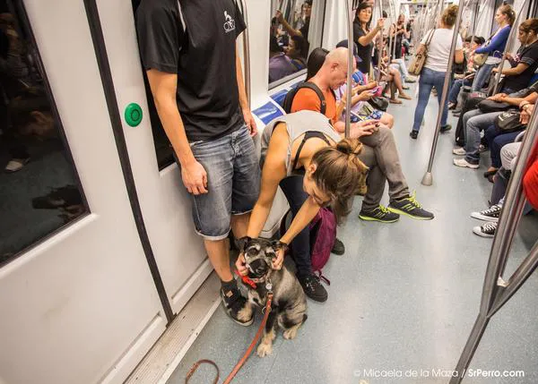 SrPerro de paseo en el Metro de Barcelona, ¡guau!
