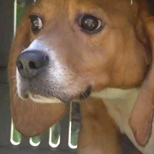 Libertad para los Beagles: un proyecto que ayuda a los …