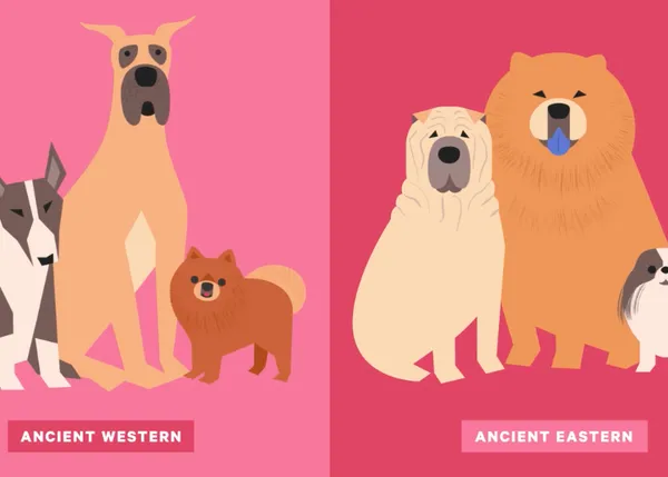 El origen de los perros: repaso a la ciencia de la domesticación canina