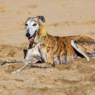 El Día Mundial del Galgo lleva la 