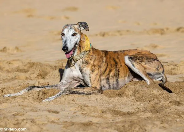 El Día Mundial del Galgo lleva la 