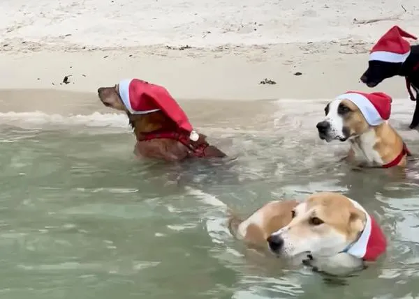 Feliz fiesta de Navidad con carreras por la playa y juguetes extra para un grupo de perros con discapacidad