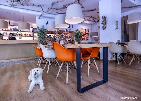 Desde Madrid a Tarifa: locales donde disfrutar de un buen sushi, también vegano, con tu perro