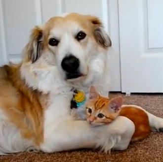 Un regalito en versión vídeo: perros y gatos pasándoselo bien …