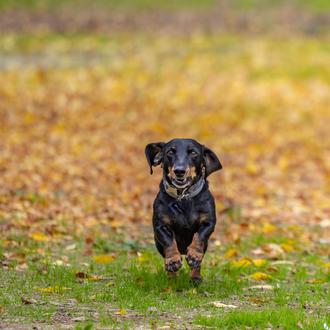 Perros con miedo a los petardos: qué NO hacer para …