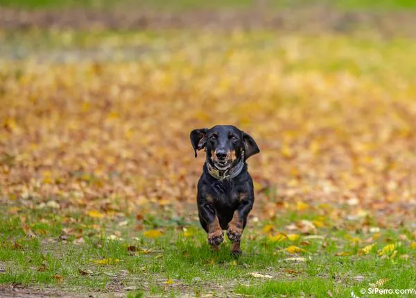 Perros con miedo a los petardos: qué NO hacer para evitar aumentar su estrés