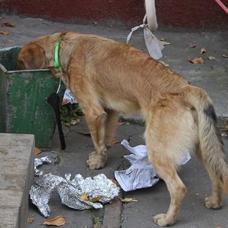 ¿Por qué roban comida los perros y cómo ayudar a …