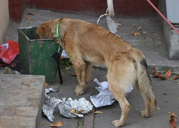 ¿Por qué roban comida los perros y cómo ayudar a un perro basurillas?